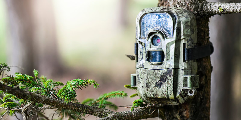 Wildkamera getarnt an einem Baum im Wald